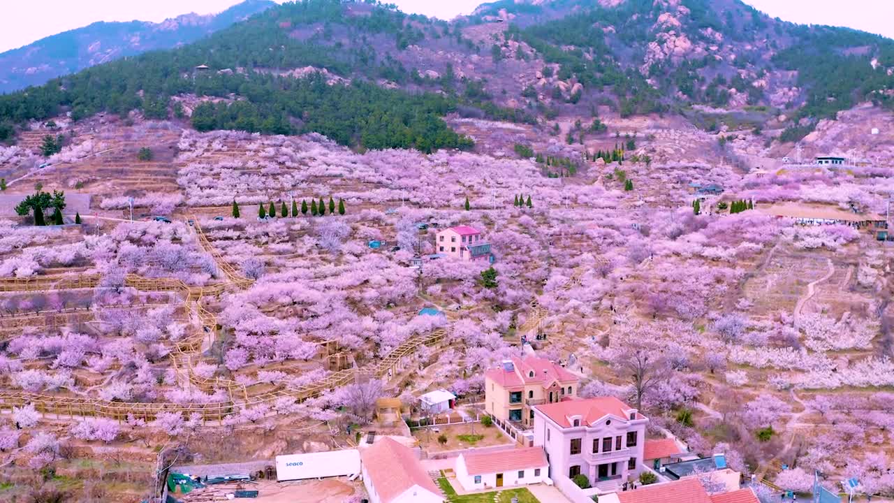 春已至花已开愿山河无恙人间皆安