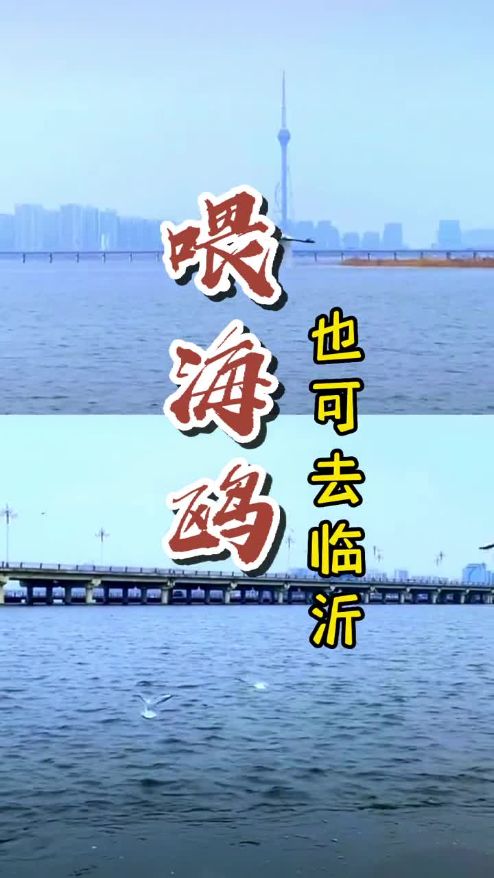 想喂海鸥不一定非要去青岛也可来临沂临沂沂河上空出现大量海鸥场面壮观你想要的治愈画面这里也有