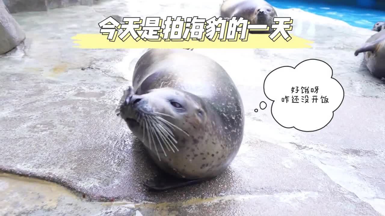 当摄影师遇上热情的海豹完了芭比Q了日照海洋公园