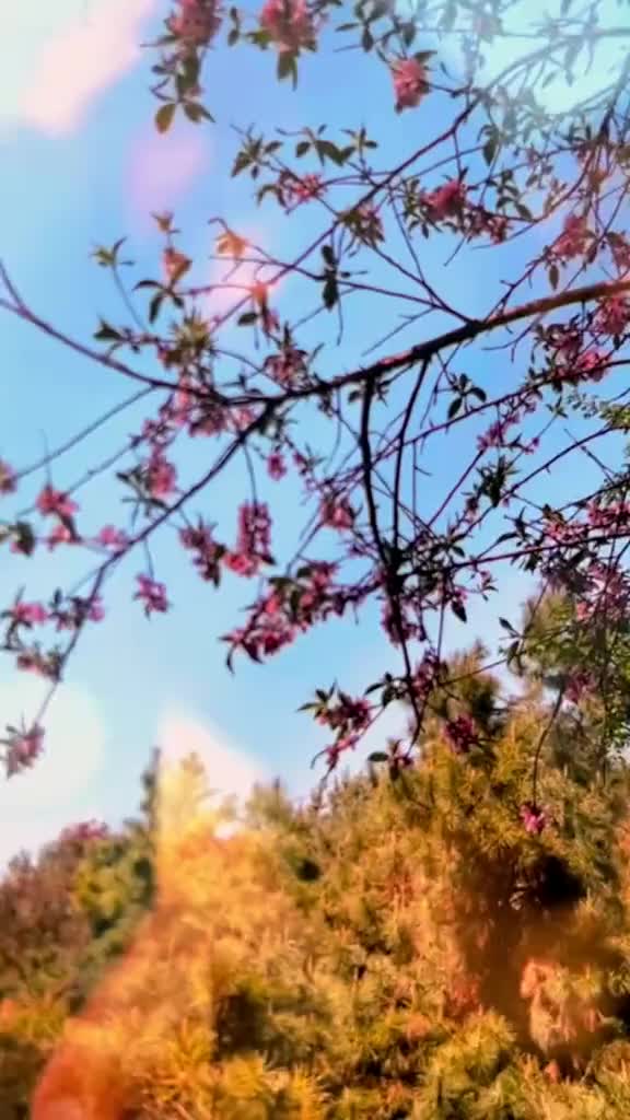 春有春的来意花有花的秘密山东的各种花已经开好啦别误了花期别错过爱意带上喜欢的人来山东赏花吧