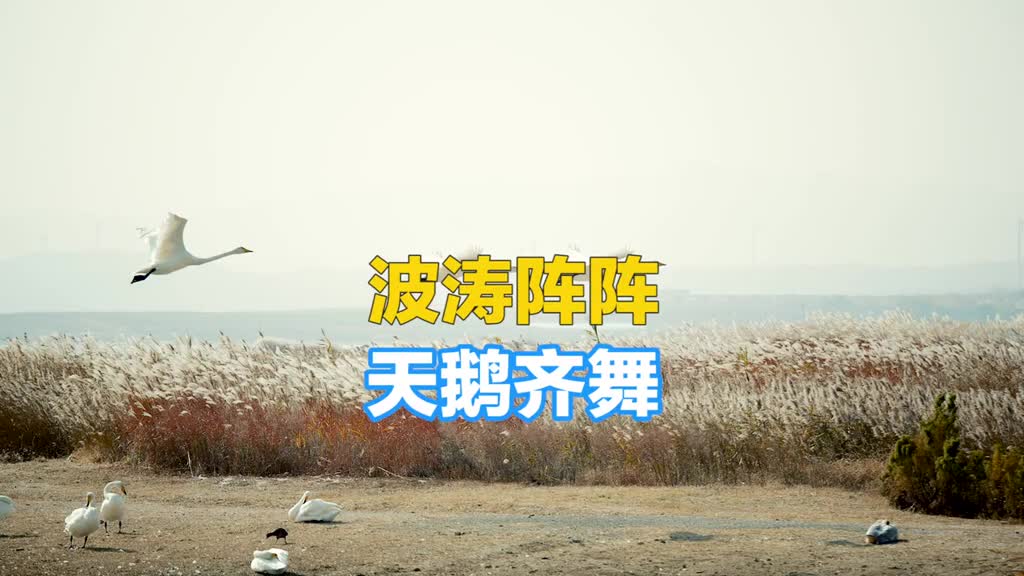 爱上荣成如果有100种理由与天鹅邂逅一定是最浪漫的一种