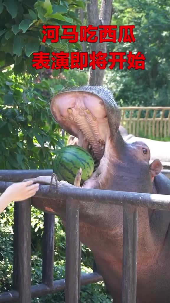 是个憨憨没错了