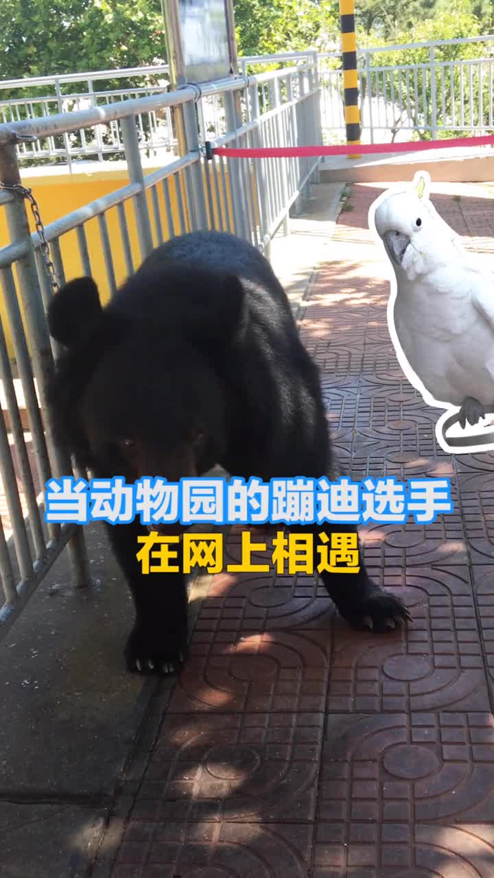 当动物园的蹦迪选手在网上相遇会发生什么