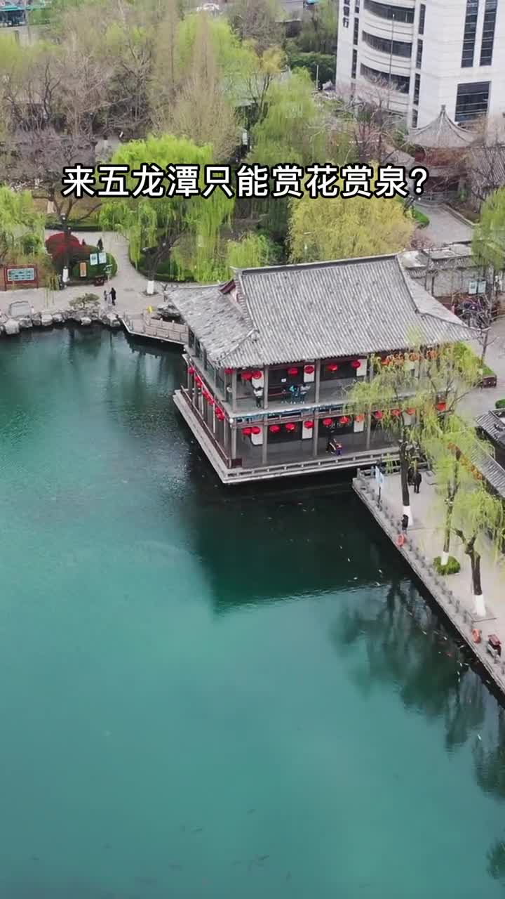 山东锦鲤哪家强这里的锦鲤都有很大的发变展胖潜力