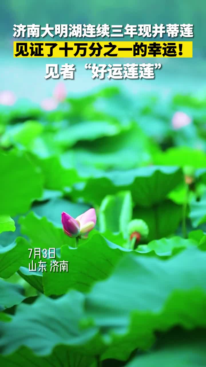 济南大明湖连续三年现并蒂莲这份好运莲莲一定要收下让我们一起静待花开快你的好友一起分享这份幸运吧