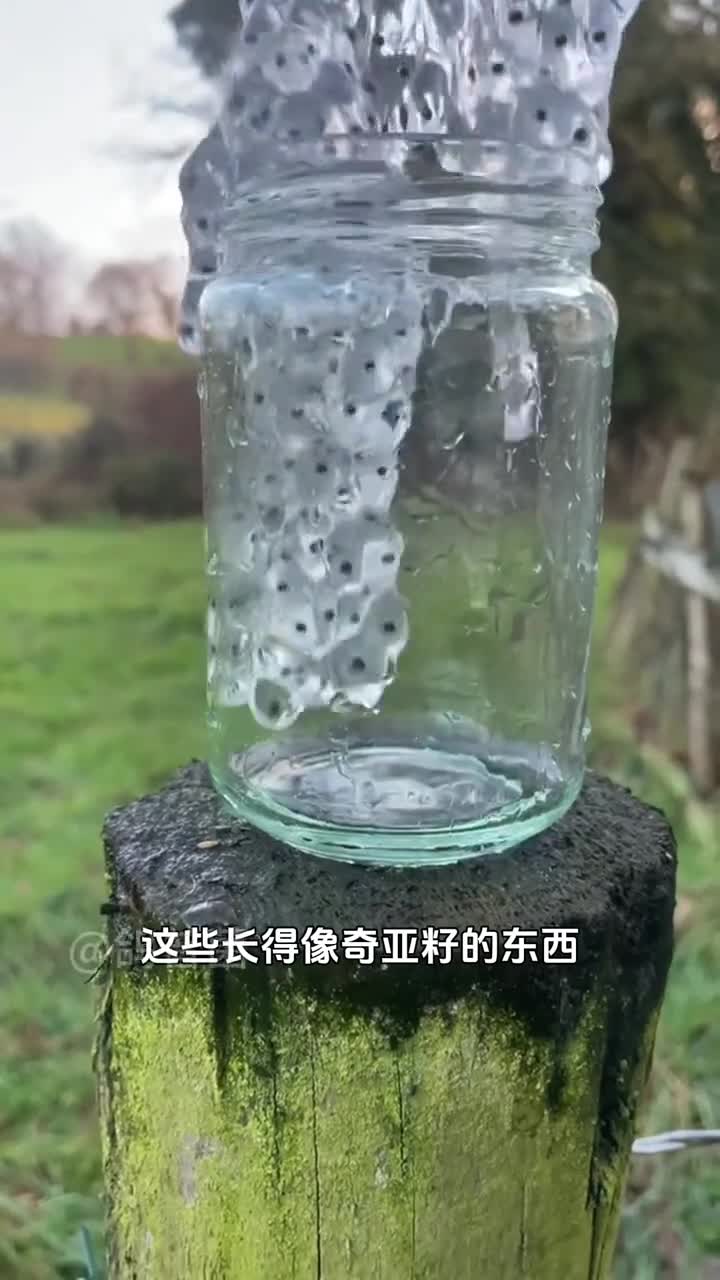 奇亚籽和青蛙卵也太像了