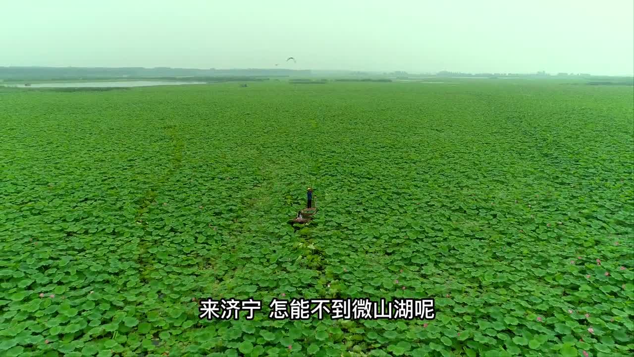 接天莲叶无穷碧映日荷花别样红来济宁总要来一趟微山湖吧