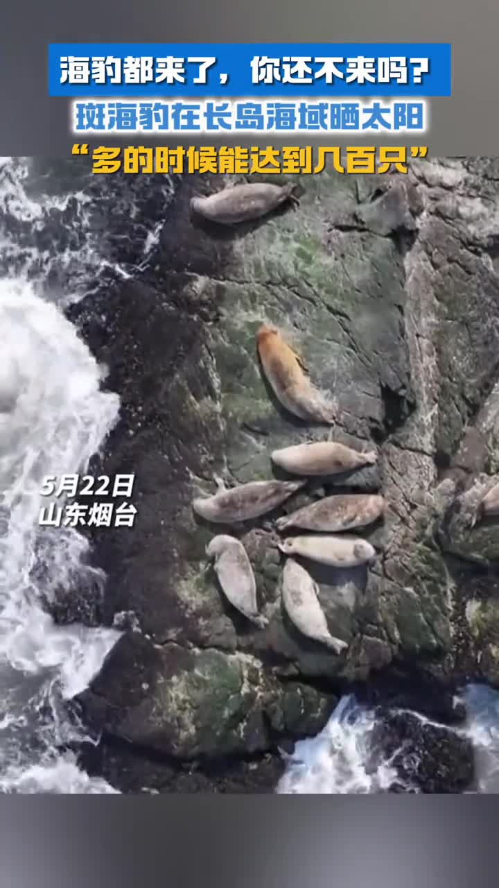 海豹都来了你还不来吗长岛近年来不断进行生态修复成为斑海豹的他乡