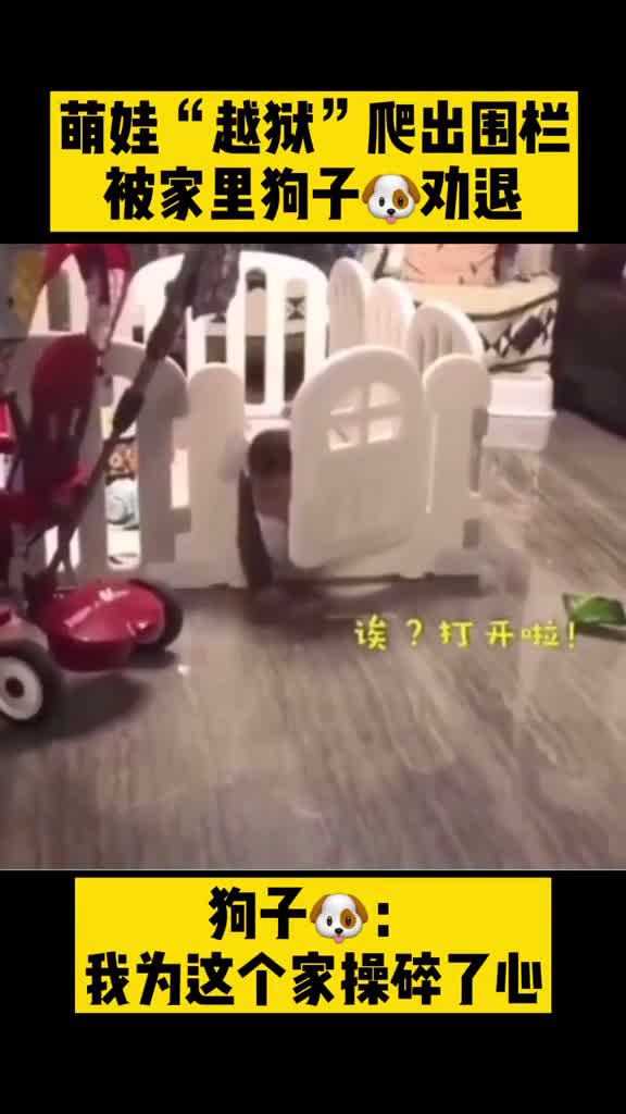 狗子我真是为这个家操碎了心