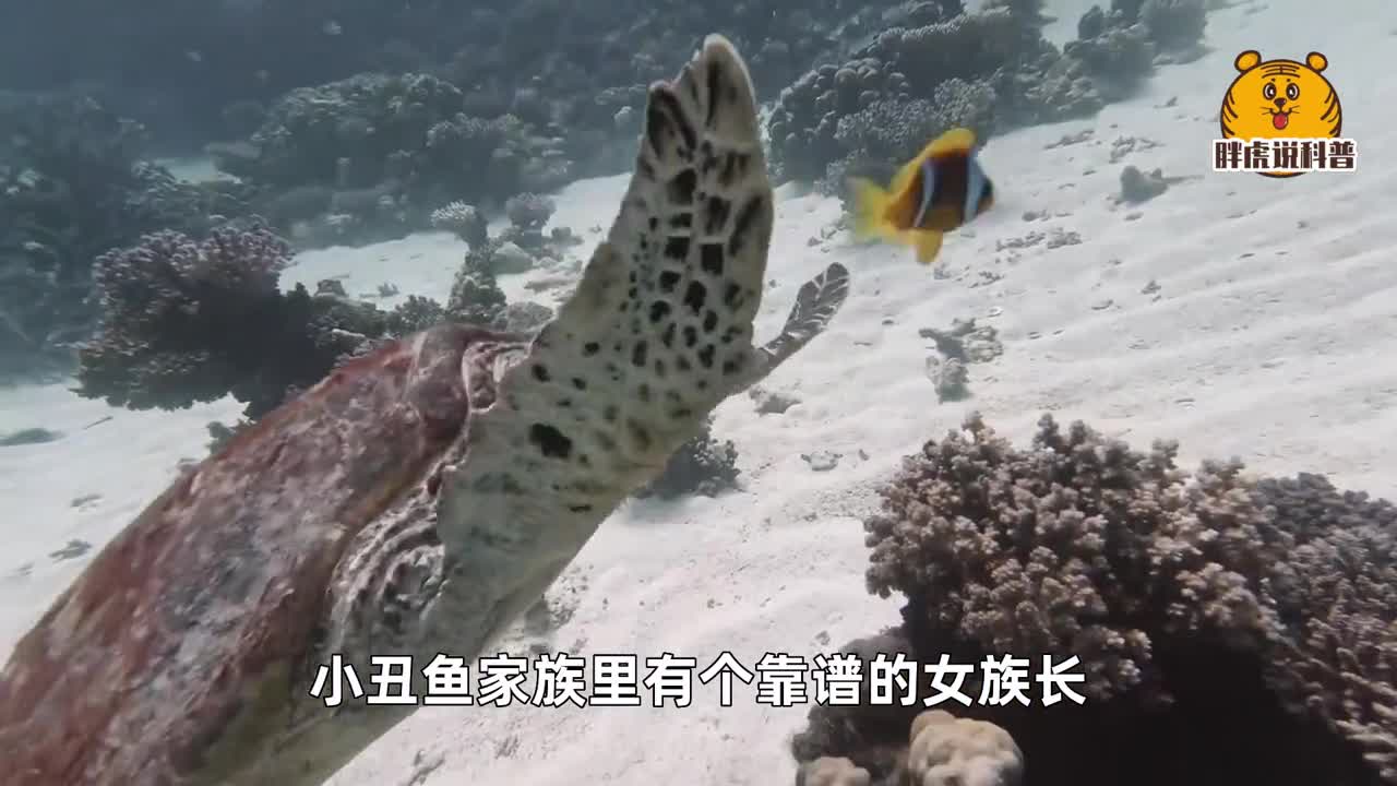 2动物迷惑行为能变性的小丑鱼你见过吗