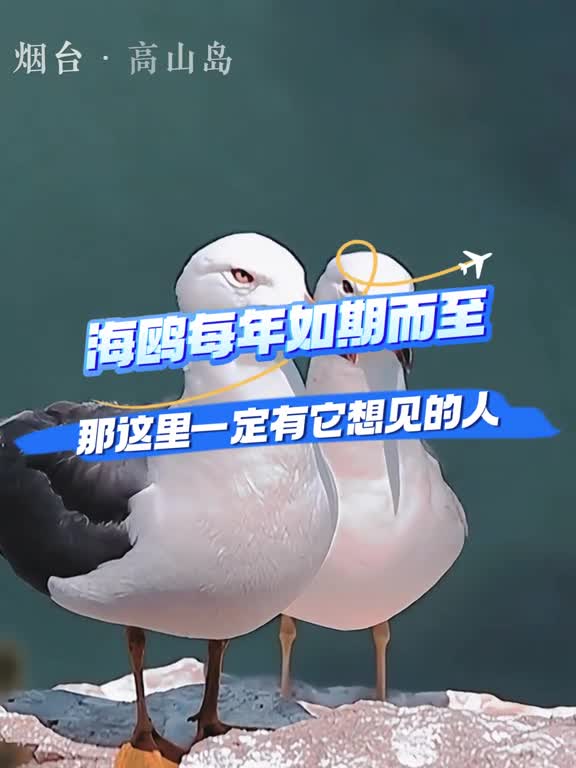 海鸥如期而至那你呢这个冬天会不会来鲁鲁家看海