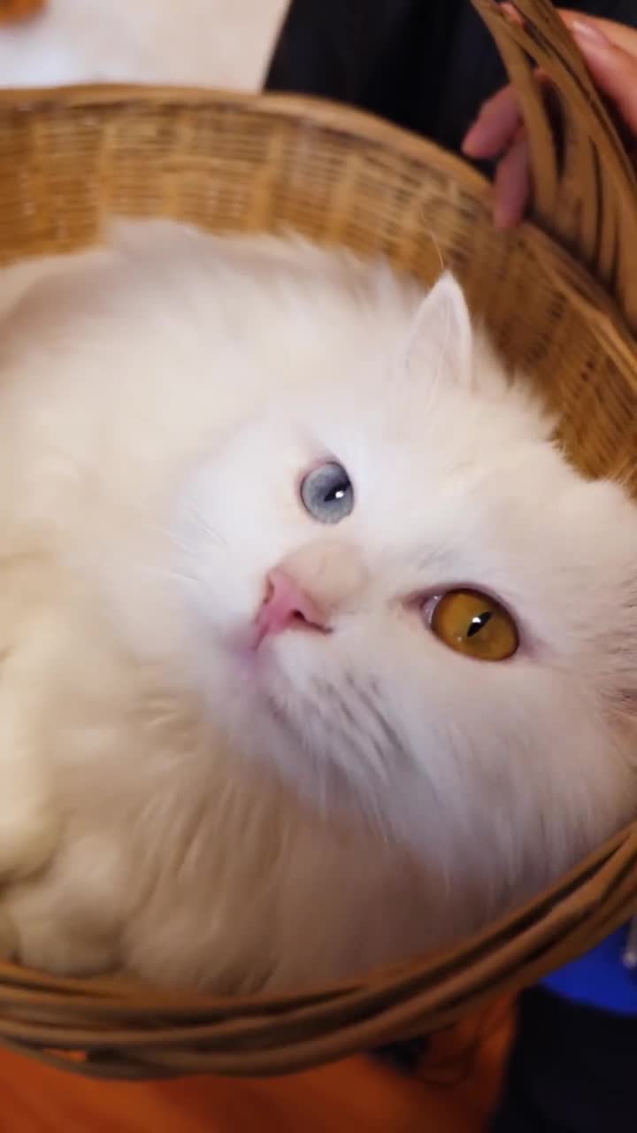 猫界天花板中华田园猫中的颜值担当这样的猫猫你爱了吗