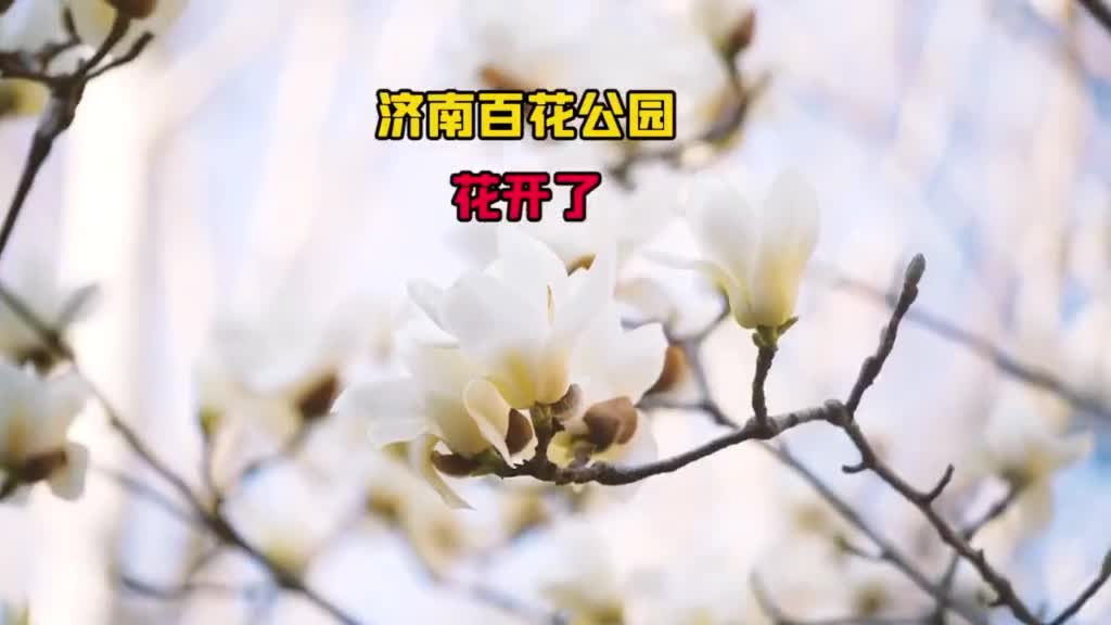 春暖花开济南小姑娘稚气表白谢谢你们保护我们你们是英雄致敬英雄欢迎回家