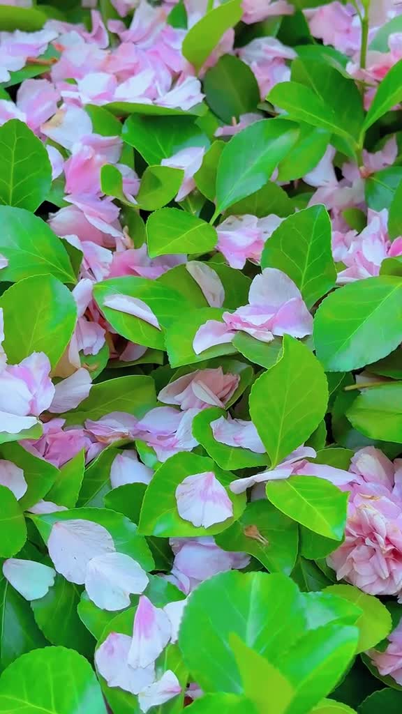 把浪漫装进镜子里然后手握整个春天春来无事只为花忙期待在山东与你相逢