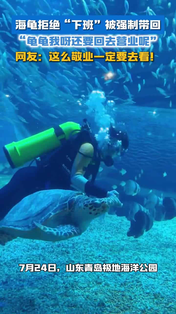 海龟拒绝下班被强制带回龟龟我呀还要回去营业呢网友这么敬业一定要去看