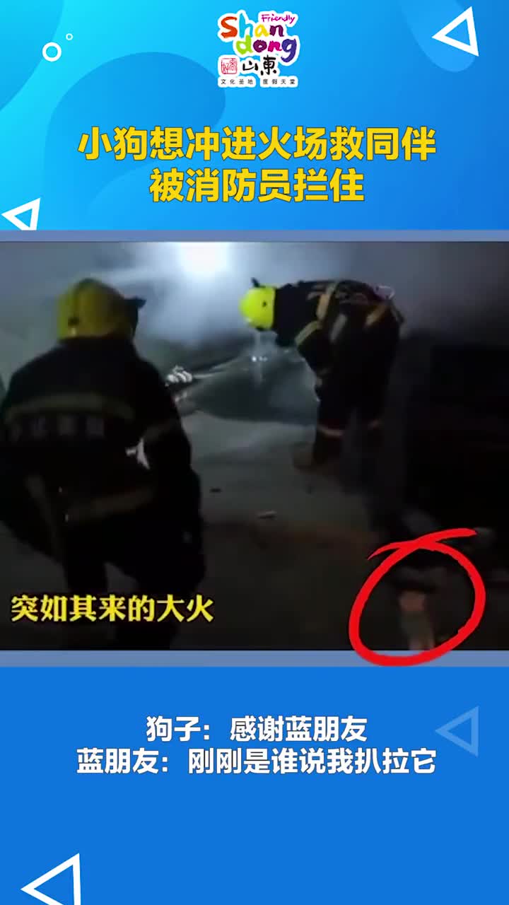 救援现场小狗想冲进火场救同伴被细心的消防员一把拦住