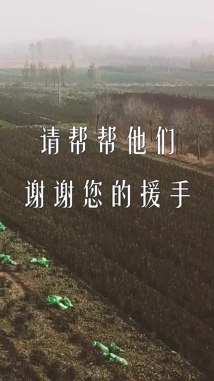 小编亲赴滨州惠民县拍摄请帮帮遭遇滞销的菜农您的就是力量