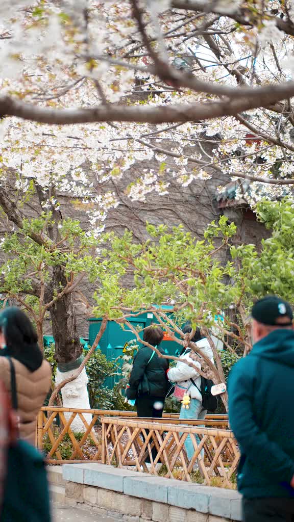 春色满园繁花似锦五龙潭内樱花海棠齐齐绽放这才是济南春天的样子