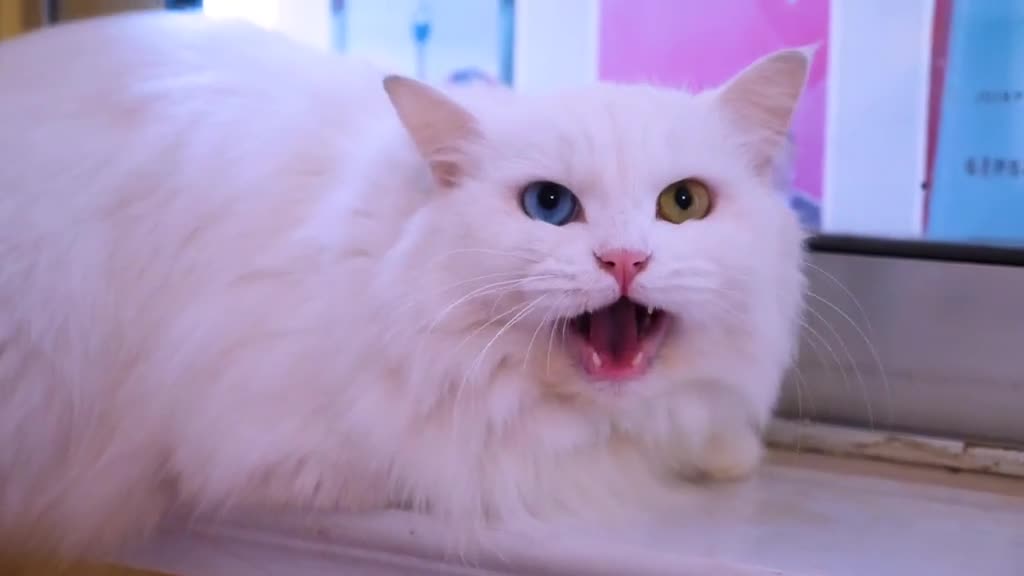 山东临清狮猫有人认识吗至今已有五六百年的饲养历史数这白毛鸳鸯眼的最为名贵这小萌宠也太可爱了