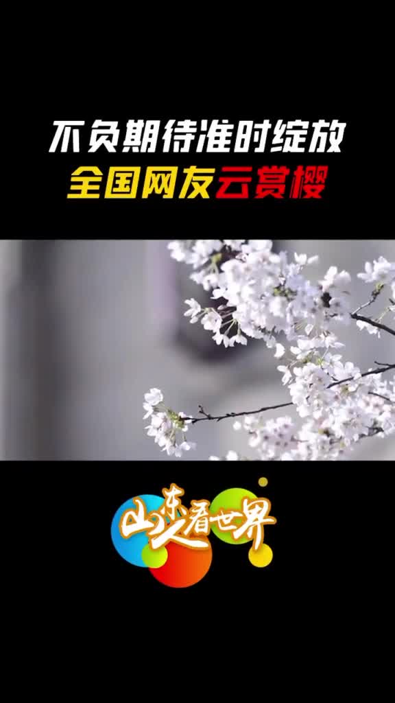武大樱花开放期间校园封控不开放今年我们相约网上来一场云赏花可好