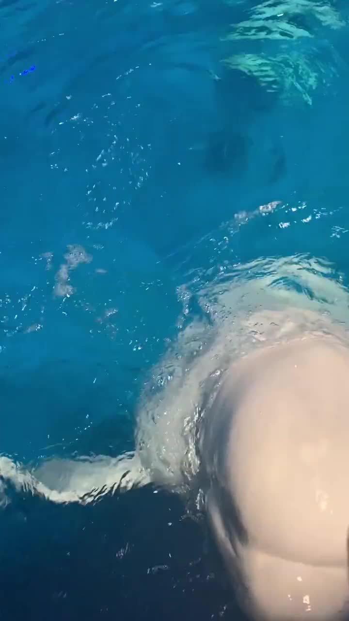 最后这个你们说我还盘不盘一巴掌能给我拍晕吧