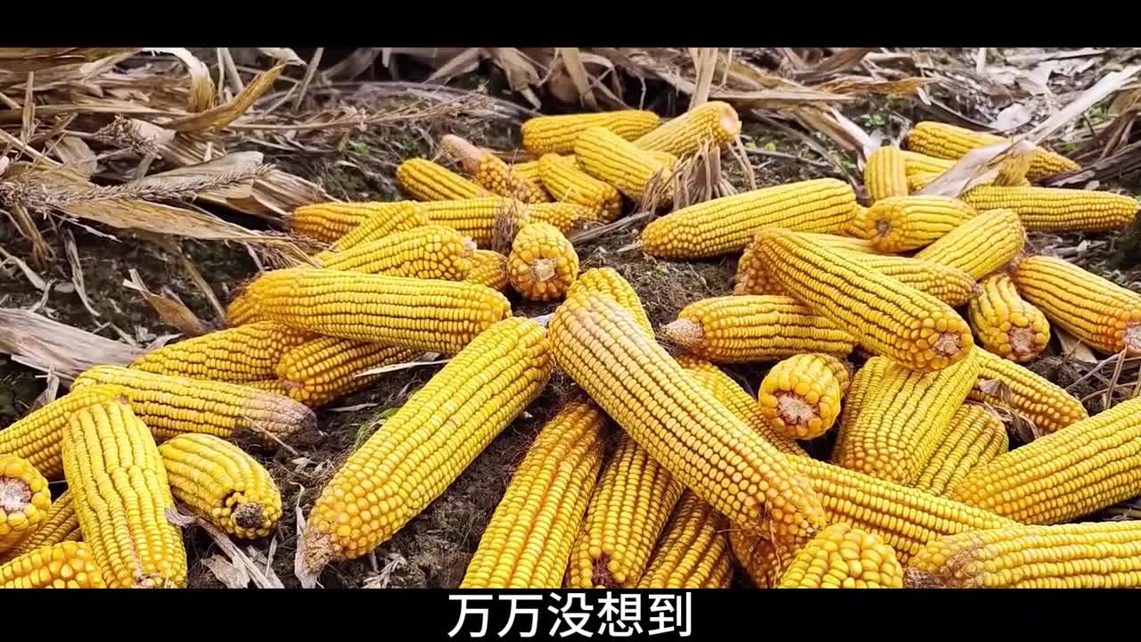 我种的玉米变成了我吃不起的蛋挞这波韭菜割得太狠了