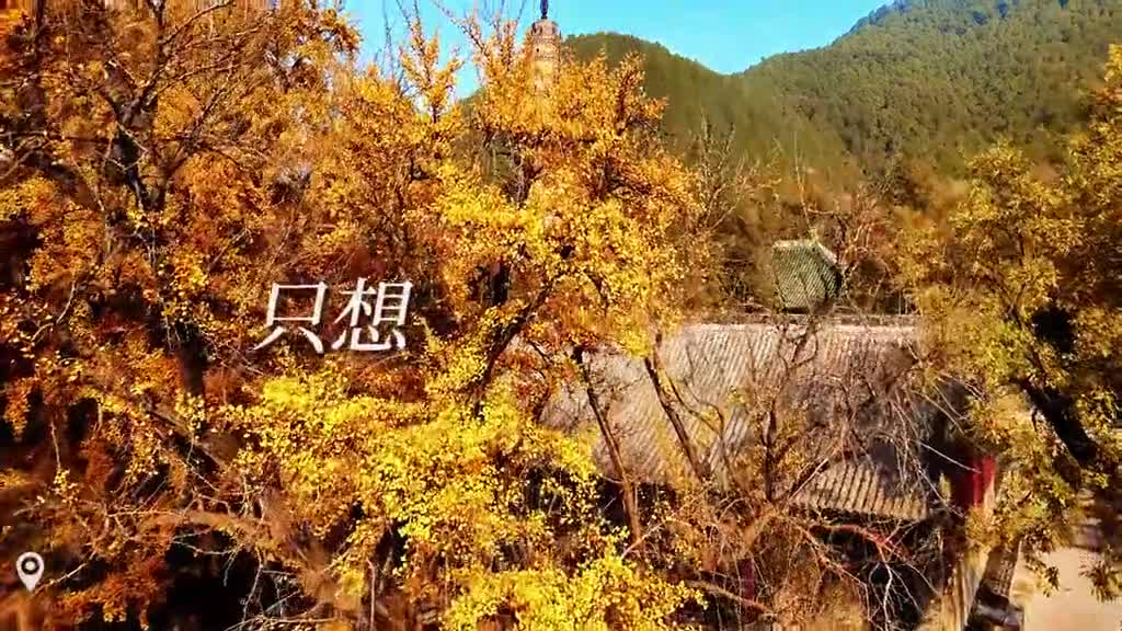 山东的银杏有多美一树金黄惊艳了上千年