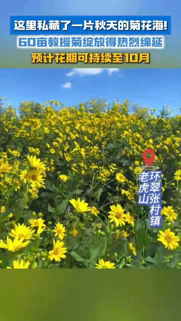 这里私藏了一片秋天的菊花展60亩教授菊绽放得热烈绵延预计花期可持续至10月