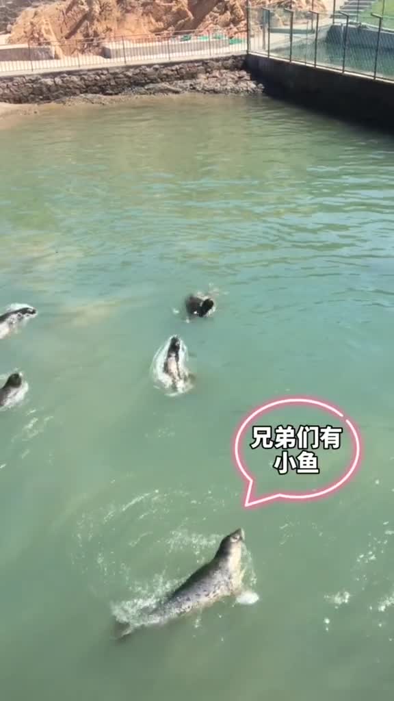 这么聪明可爱的小憨憨有谁能不喜欢呢