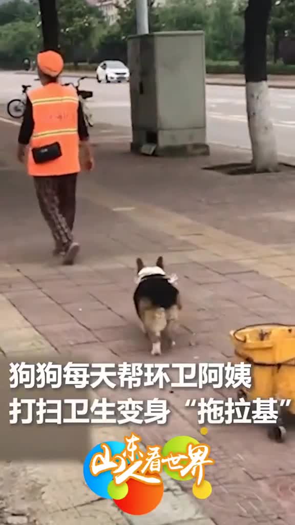 这只拖拉基太暖了环卫阿姨每天带宠物狗上班还帮主人拖垃圾不给拖就嗷嗷叫