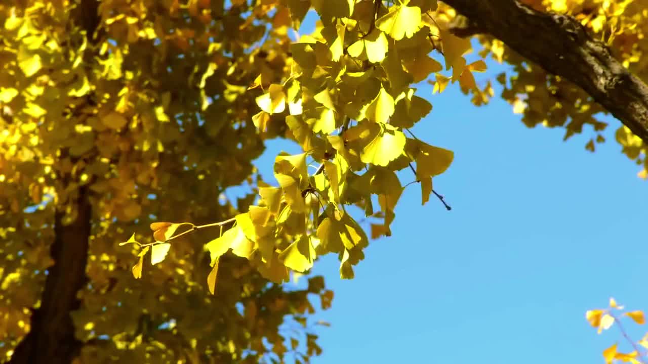 这两棵银杏树竟是孔子亲手所植距今已经有2500多年的历史再过十几天这两棵银杏树将进入最佳观赏期一树金缕衣半山黄金甲的美景将华丽再现