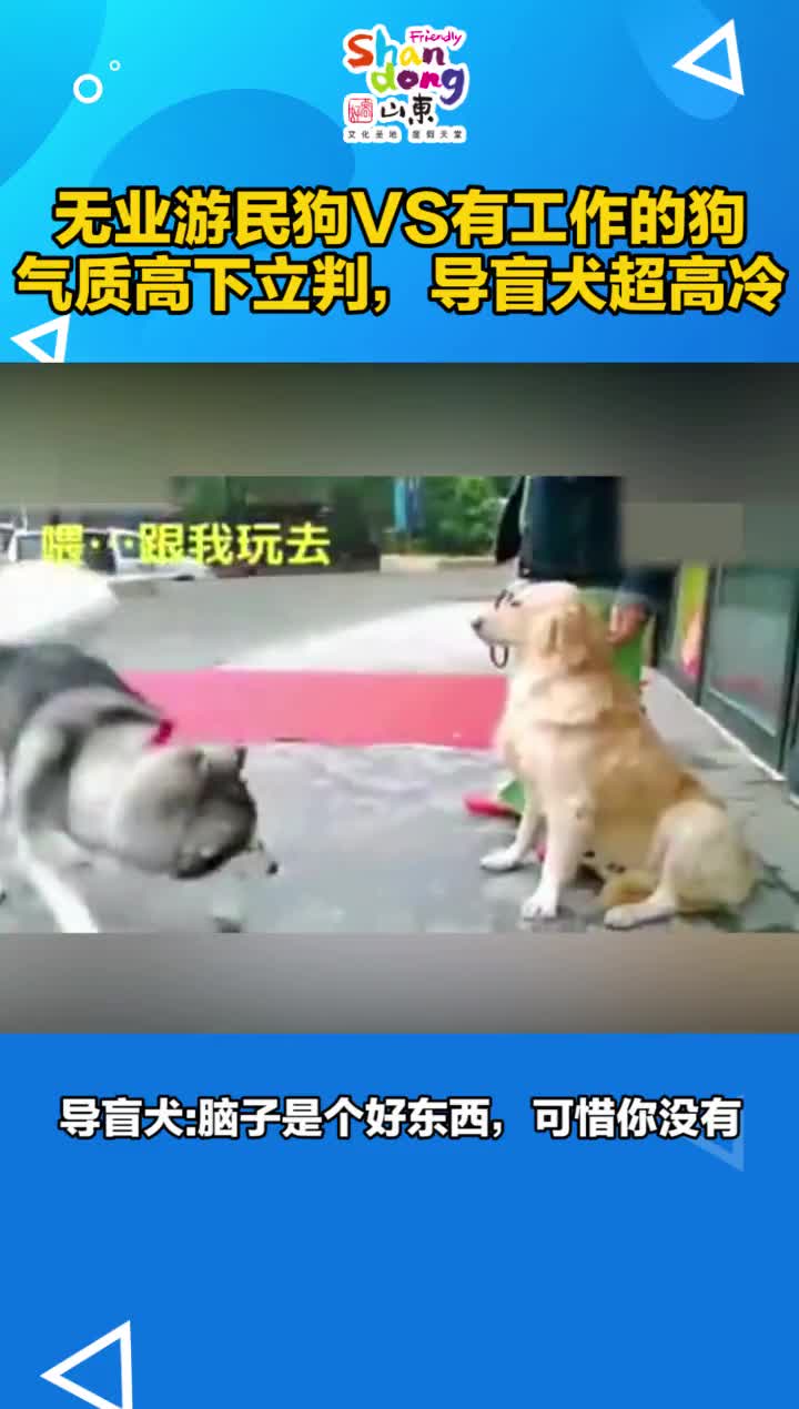 无业游民狗VS有工作的狗导盲犬脑子是个好东西