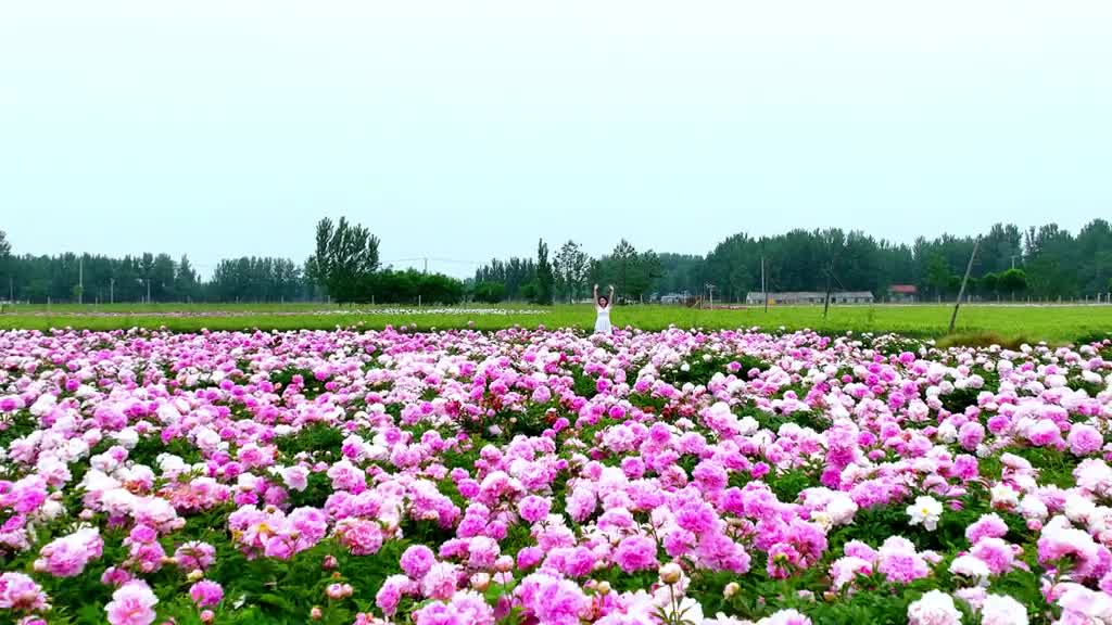春天的尾巴在芍药盛开的那一刻是心跳是无可替代菏泽大田的芍药花开正艳来这里邂逅独属于你的TA