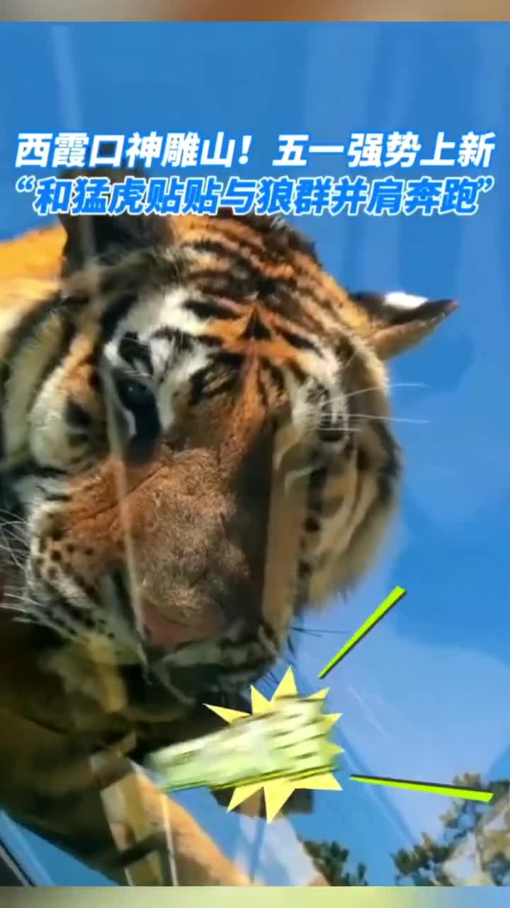 猛虎在头顶是什么感觉来威海你就知道了西霞口神雕山动物世界强势上新