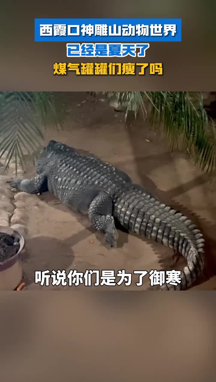 西霞口神雕山动物世界的动物们瘦了没