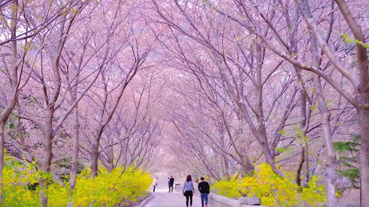 我拿春风赊樱花神仙许我三月来邹平樱花山十里樱花长廊一个浪漫至极的地方你想和谁一起去赏樱呢