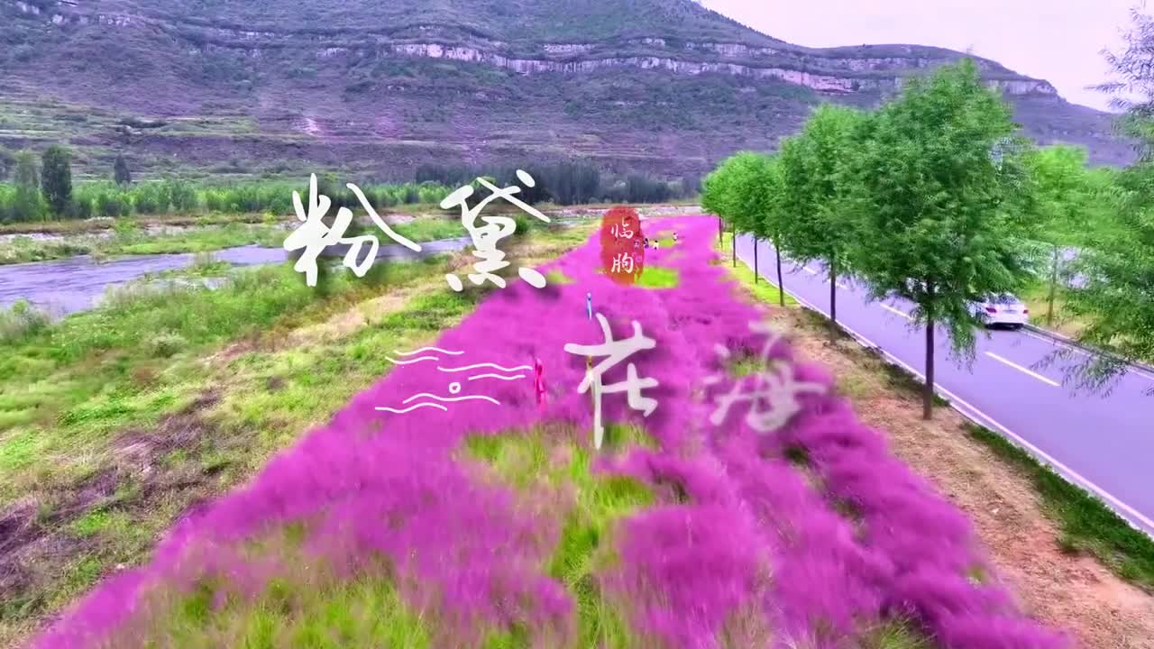 潍坊临朐六十亩粉黛乱子草已然绽放秋风吹过荡起阵阵粉色波浪带你感受一下潍坊浪漫的秋