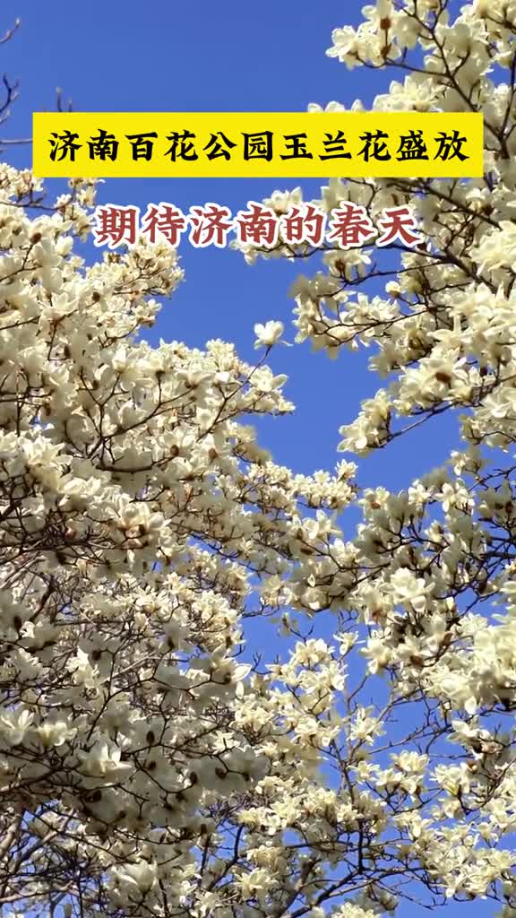济南百花公园玉兰花热烈盛放网友表示妥妥的春日顶流快约上小伙伴一起共赴花朝吧