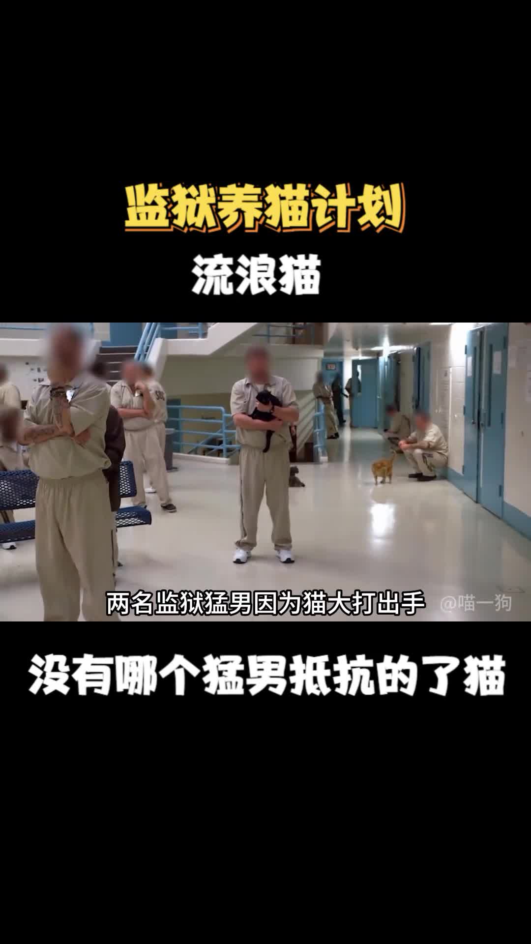 监狱养猫计划没有哪个猛男是猫咪驯服不了的
