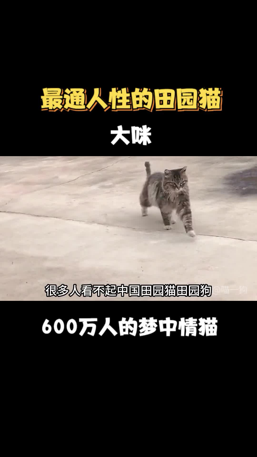 全网最通人性的中华田园猫大咪600万人的梦中情猫