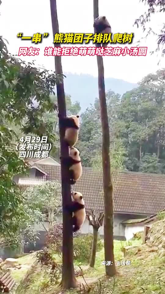 一串熊猫团子排队爬树网友谁能拒绝萌萌哒芝麻小汤圆