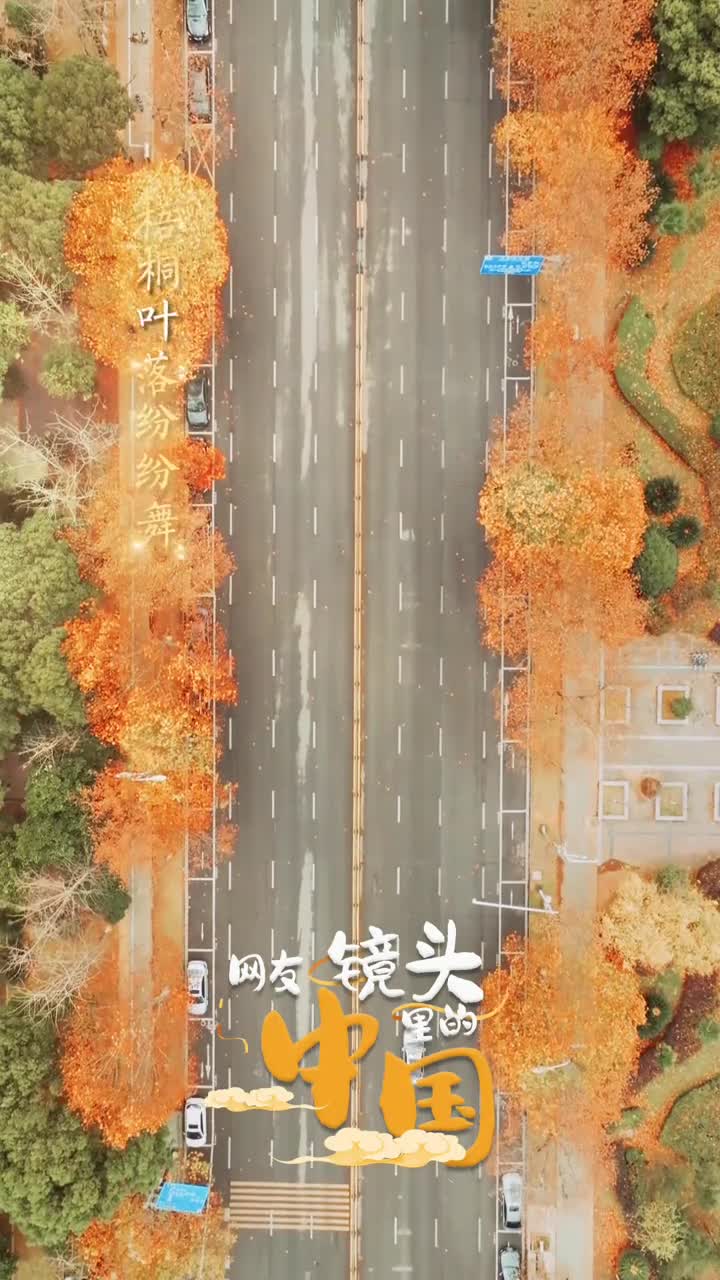 梧桐叶落纷纷舞微风拂过心自舒近日在南昌红谷滩区的翠苑路上金黄的梧桐叶纷纷扬扬地飘落