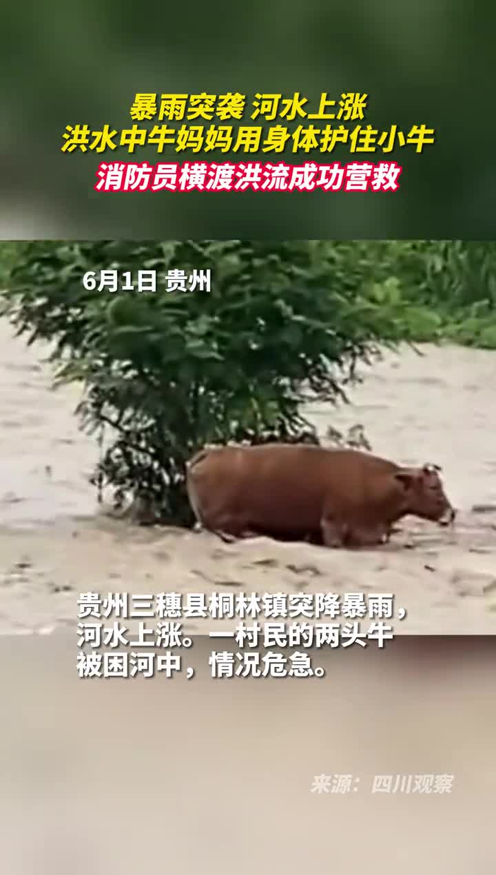 暴雨突袭河水上涨洪水中牛妈妈用身体护住小牛消防员横渡洪流成功营救