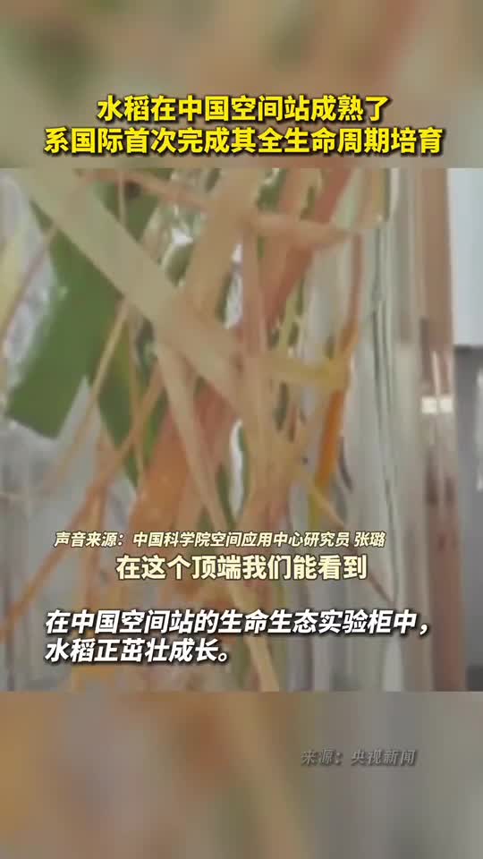 水稻在中国空间站成熟了系国际首次完成其全生命周期培育