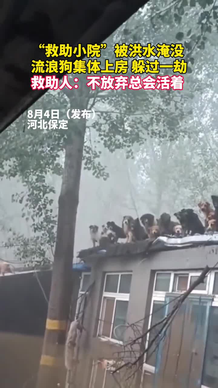 救助小院被洪水淹没流浪狗集体上房躲过一劫救助人不放弃总会活着