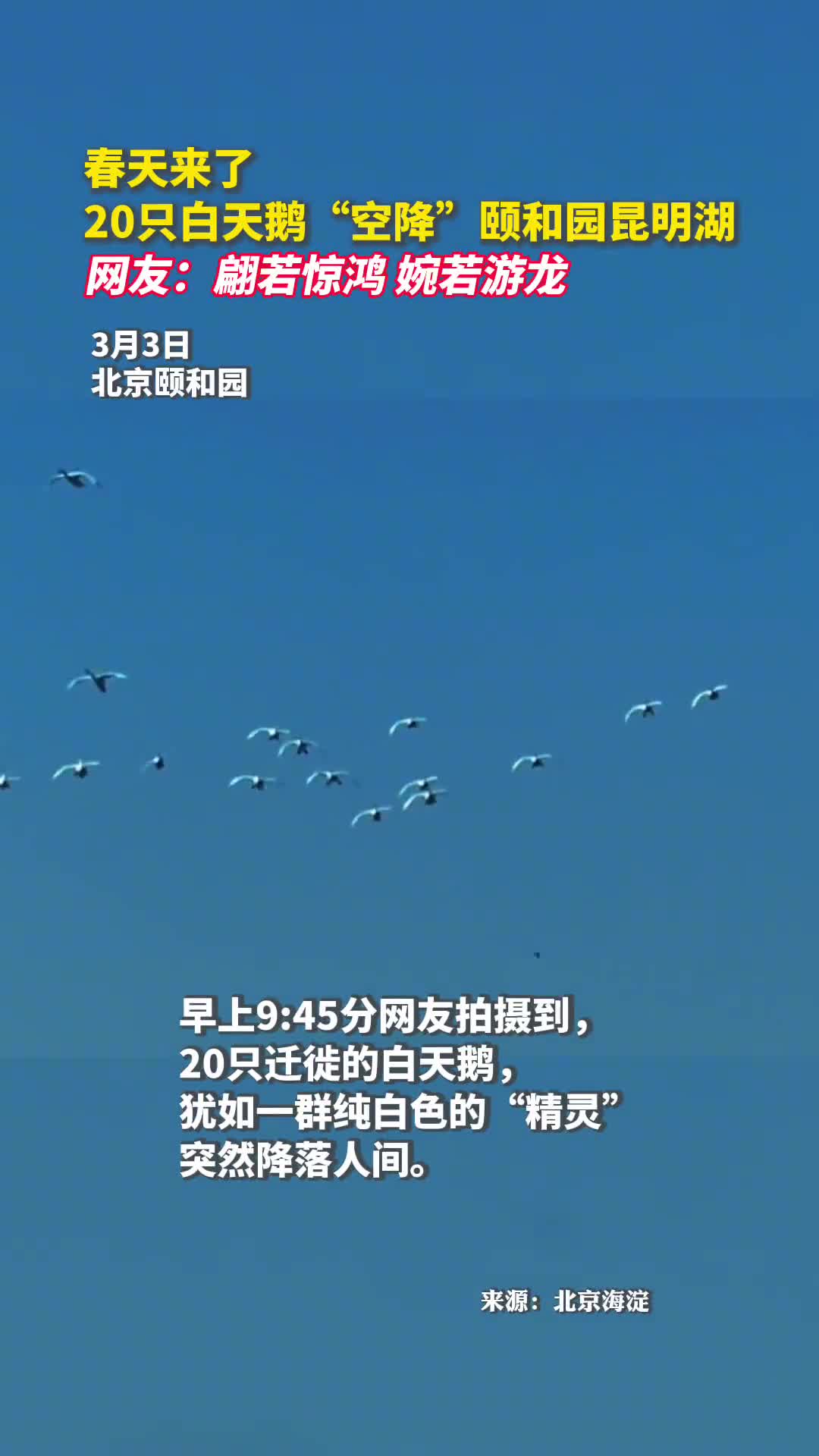 春天来了20只白天鹅空降颐和园昆明湖网友翩若惊鸿婉若游龙