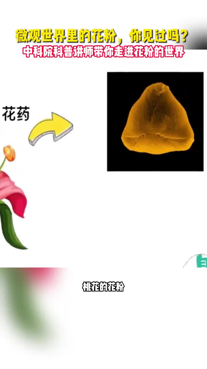 微观世界里的花粉你见过吗中科院科普讲师带你走进花粉的世界