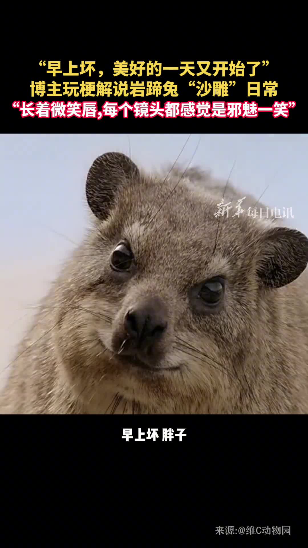 早上坏趣味动物解说又来啦数数用了多少个谐音梗猜猜今天的主角是谁网友一代人有一代人的动物世界