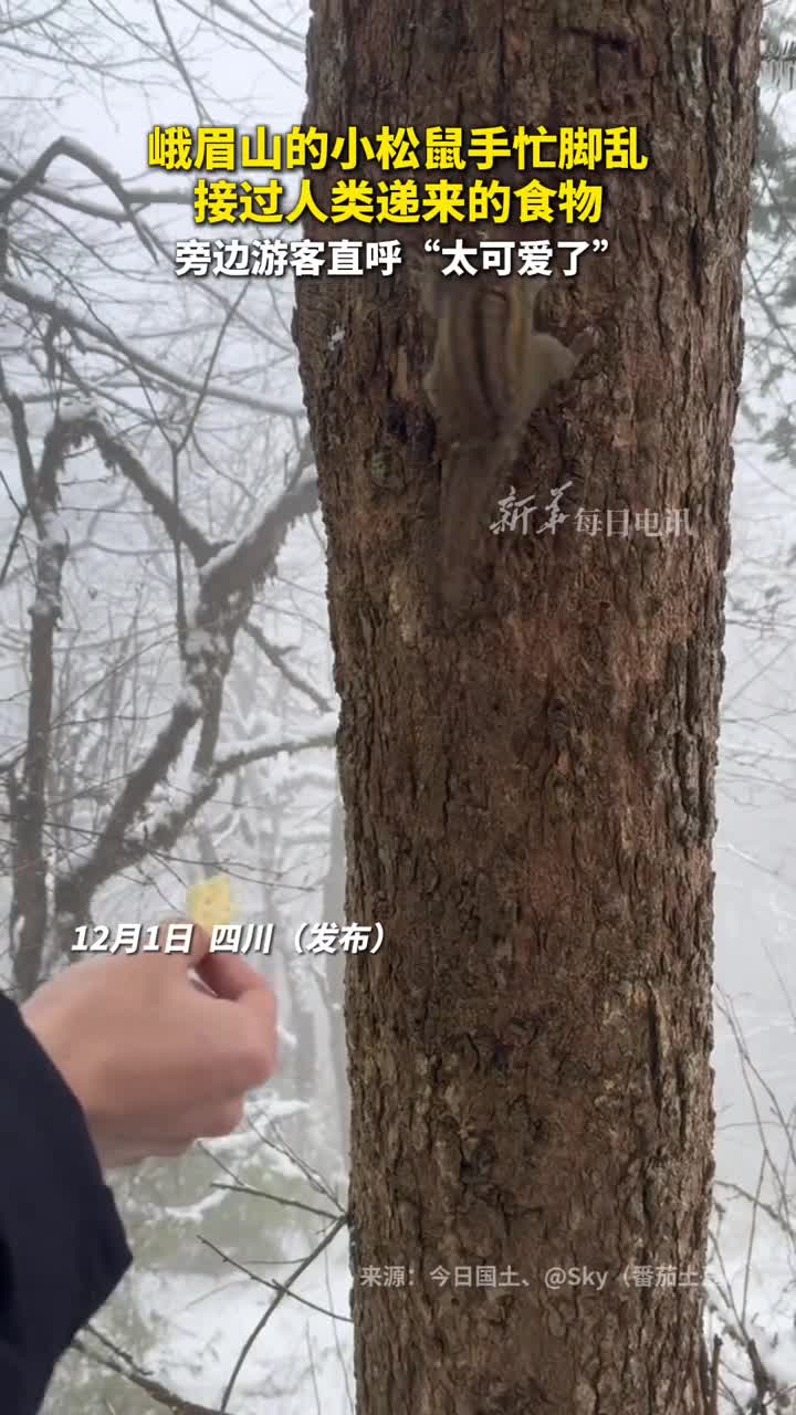 峨眉山的小松鼠手忙脚乱接过人类递来的食物旁边游客直呼太可爱了