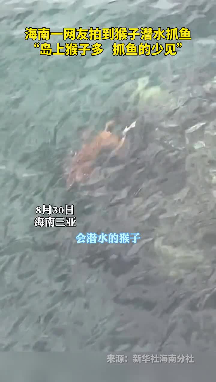 海南一网友拍到猴子潜水抓鱼岛上猴子多抓鱼的少见